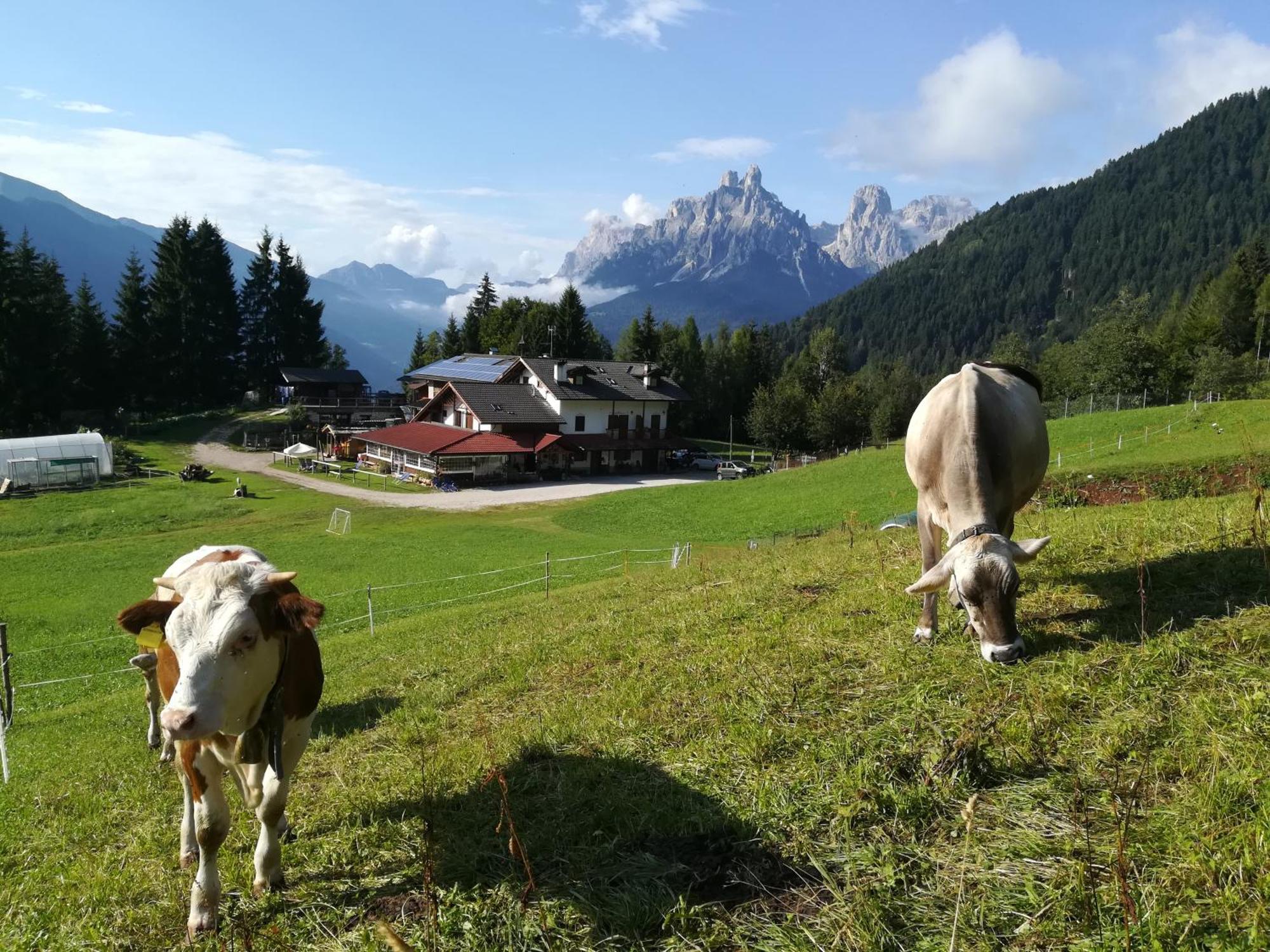 Agritur Le Vale Vila Fiera Di Primiero Exterior foto